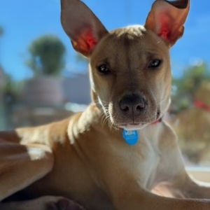 Fundraising Page: Amy Havens